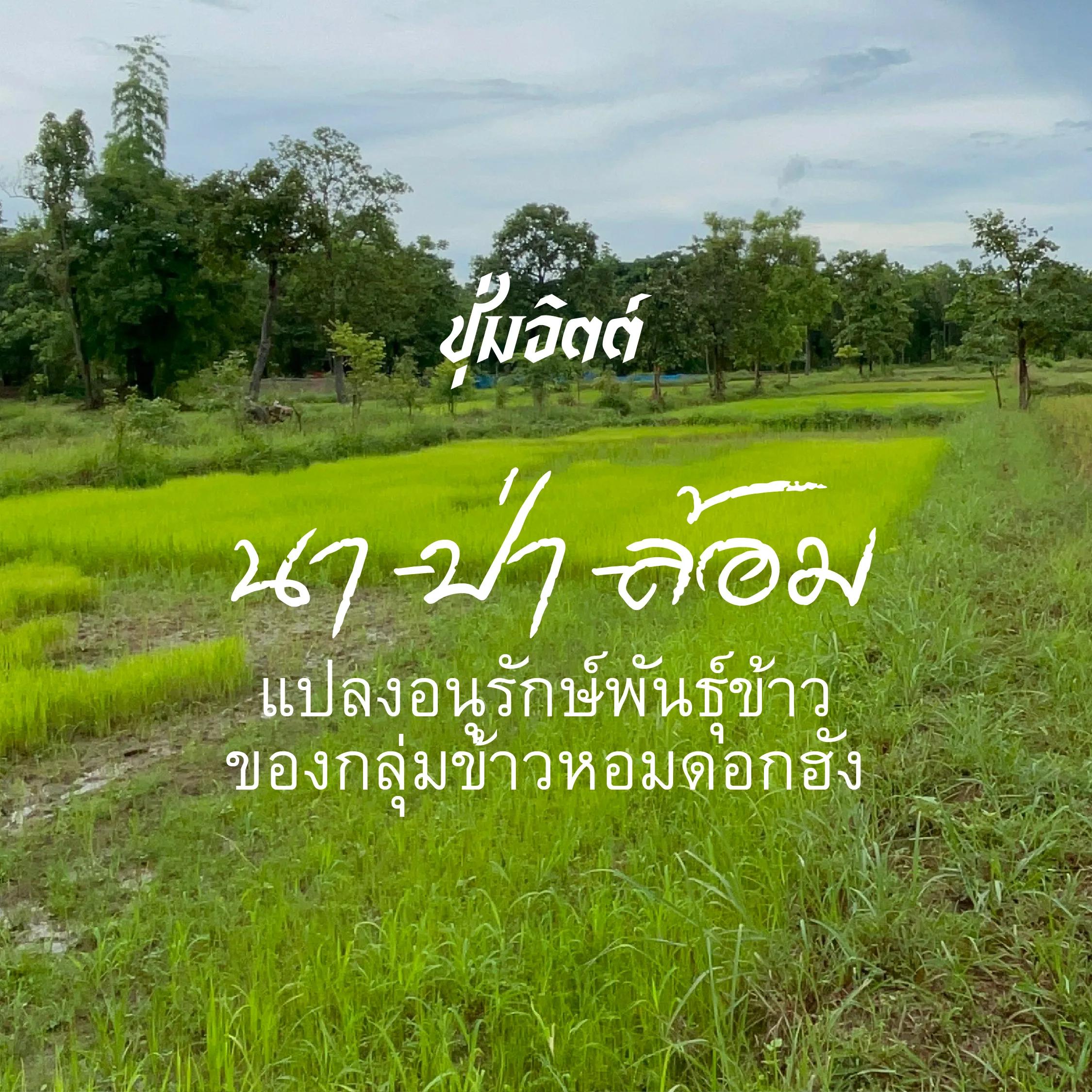 ข้าว นา-ป่า-ล้อม