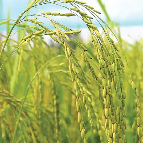 LOCALIZE THAILAND RICE